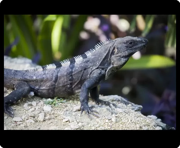 North America, Mexico, Quintana Roo, Tulum. This is a black iguana, ctenosaura similis