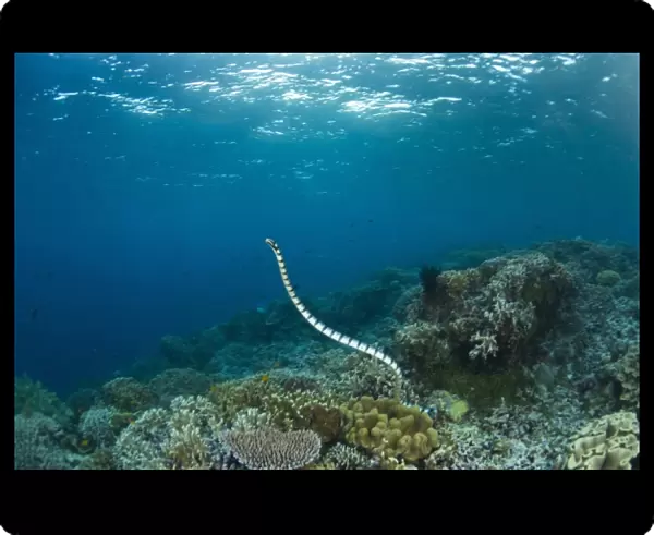Indonesia, South Sulawesi Province, Wakatobi Archipelago Marine Preserve. Banded Sea Krait