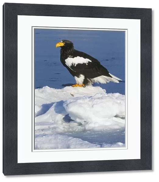 Asia, Japan, Hokkaido, Raus, Stellers Sea Eagle (Haliaeetus pelagicus)