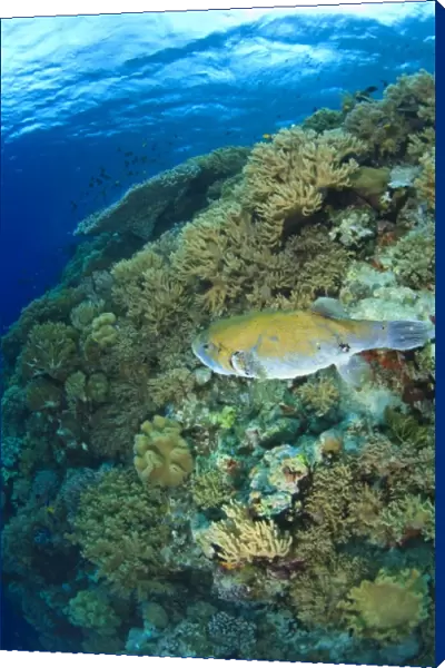 Stary Puffer fish, Scuba Diving at Tukang Besi  /  Wakatobi Archipelago Marine Preserve
