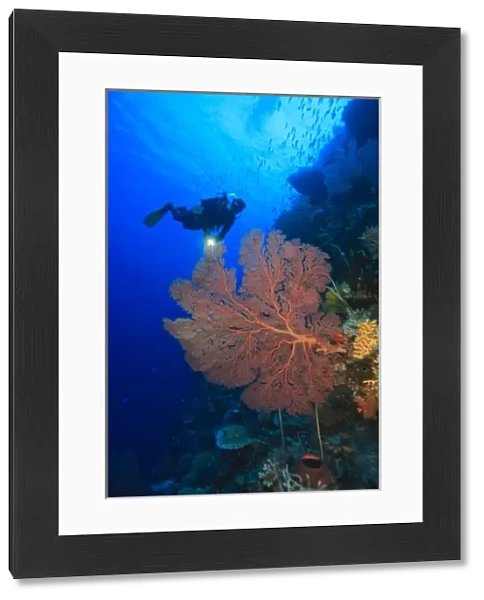 large gorgonian sea fans, Model Released scuba divers at Tukang Besi Marine Preserve