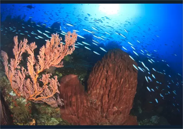 Profuse sea life, fusiliers and soft corals and sea fans, Gunung Api Island, Banda Sea