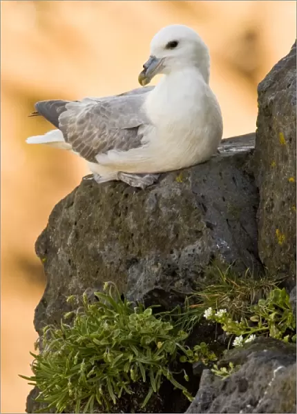 Northern Fulmar guards a nest in Iceland. Snaefellsness peninsula