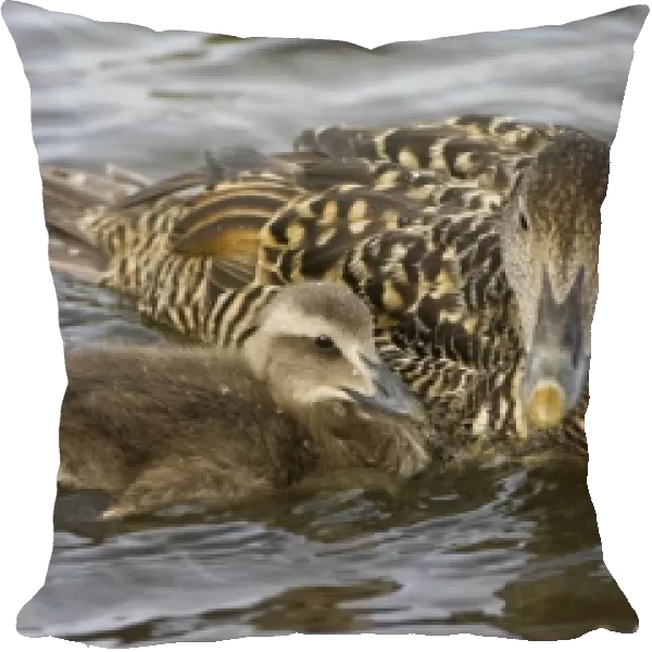 Unknown. Female Eider duck and chicks swim in a city pond in Reykjavik, Iceland