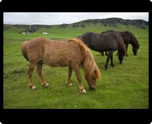 Icelandic Horses graze in southern Iceland