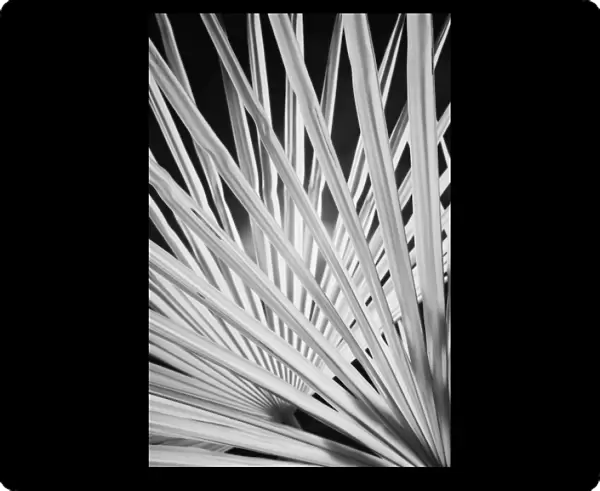 Infra Red Black & White view of palm tree fronds, Montalcino, Italy, Tuscany