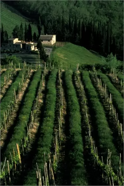 Europe, Italy, Umbra. Scenic wine vineyard rows