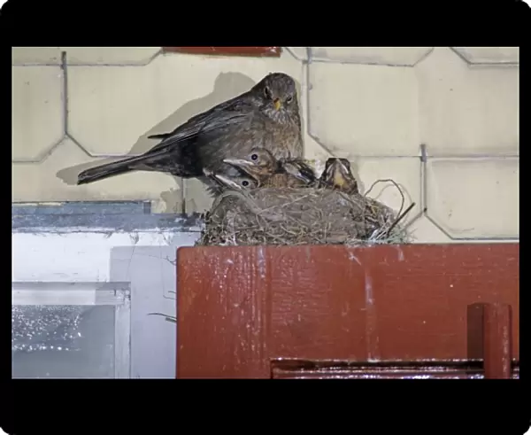Common Blackbird, Turdus merula, female on nest with young on top of Window, Oberaegeri