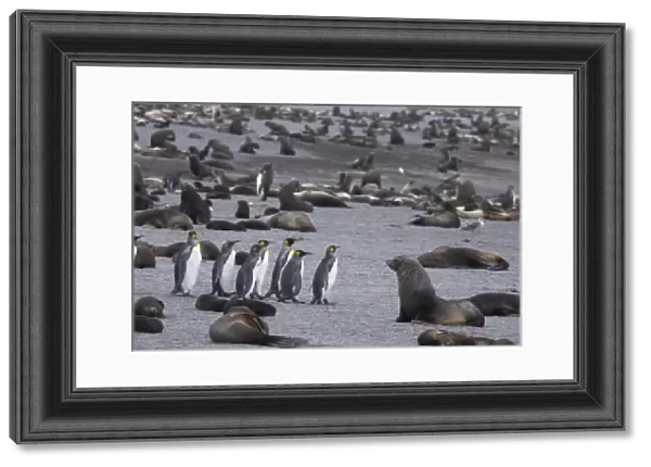 A small group of king penguins stand surrounded by thousands of Antarctic fur seals
