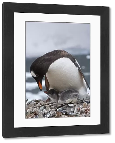 Gentoo Penguin (Pygoscelis papua), mother with chick, Neko Harbor, Antarctica