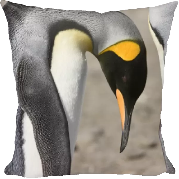 Antarctica, South Georgia, Salisbury Plain. King penguin bows so mate can preen its
