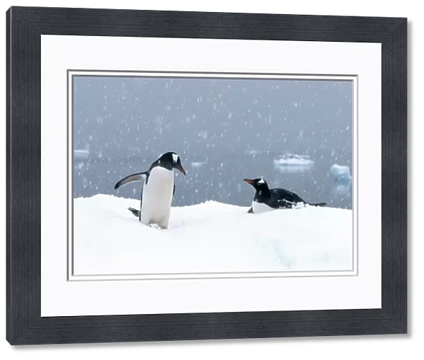 Gentoo Penguins (Pygoscelis papua) In snow; Antarctic Peninsula, Antarctica