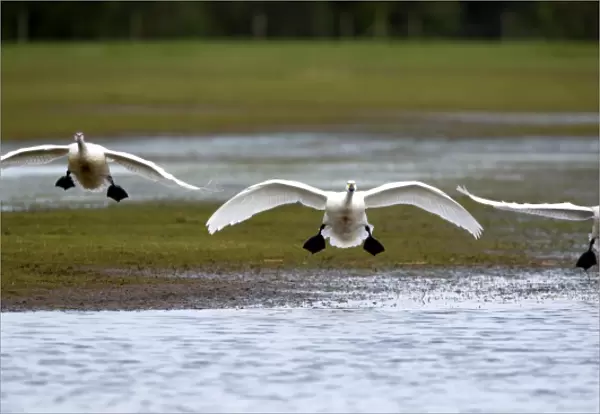 Bewicks Swans (Cygnus columbianus) landing after migrating from the arctic to the UK
