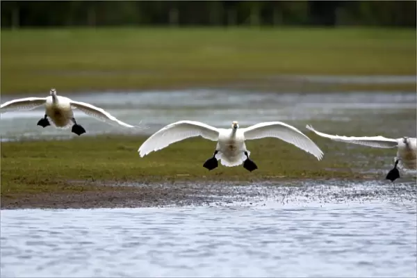 Bewicks Swans (Cygnus columbianus) landing after migrating from the arctic to the UK