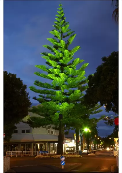 Norfolk Pine Tree at Night, Mount Maunganui, Tauranga, Bay of Plenty, North Island