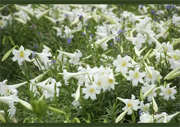 USA, Florida, Volusia, New Smyrna Beach, Easter lilies in bloom