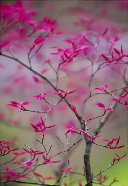 Selective Focus on Spring Tree