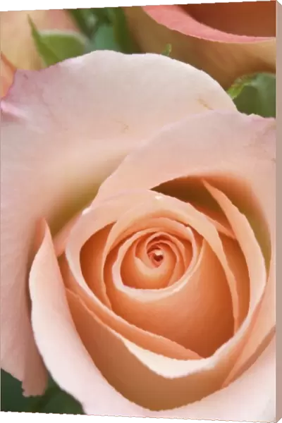 Rose close-up