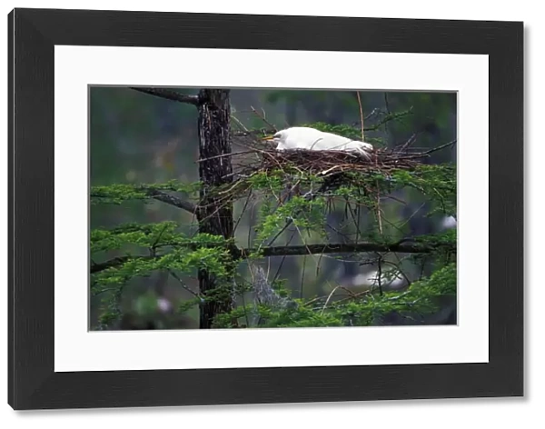 Great Egret on nest (Casmerodius albus)