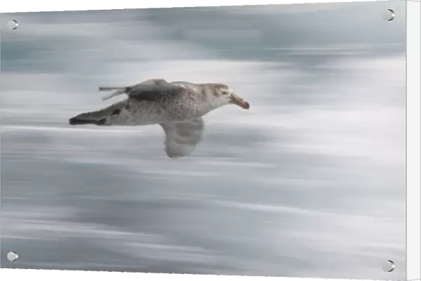South Atlantic Ocean. A northern giant petrel glides by a tourist boat
