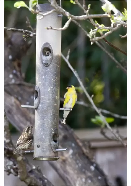 American Goldfinch and sparrow at backyard feeder holding sunflower seeds in Santa Cruz CA