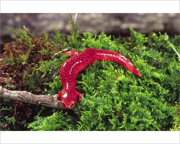 Black-chin Red Salamander, Pseudotriton ruber, Native to Georgia