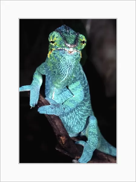 Nosy Be Blue Phase Panther Chameleon, Fucifer pardalis, Native to Madagascar