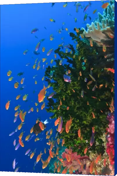 Schooling Fairy Basslets (Pseudanthias squaminipinnis), Vibrant & Colorful, healthy Coral Reef