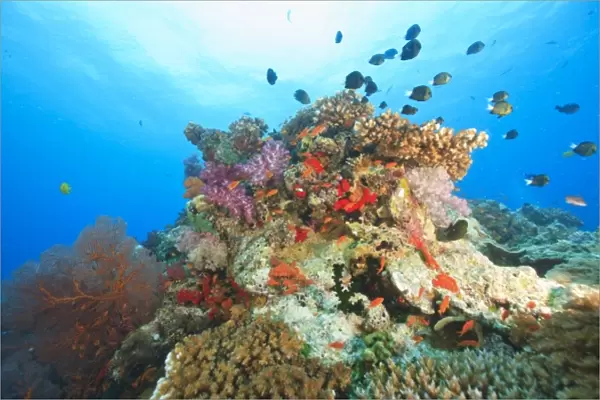 Damselfish on colorful coral reef, Bligh Water, Viti Levu, Fiji, South Pacific