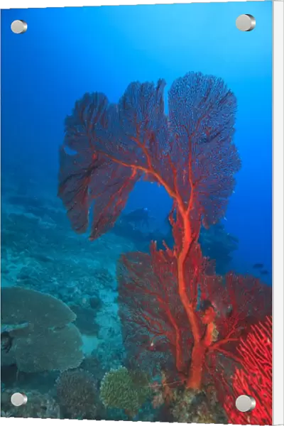 Diver in background of large Gorgonian Sea Fan, Beqa Island off Southern Viti Levu