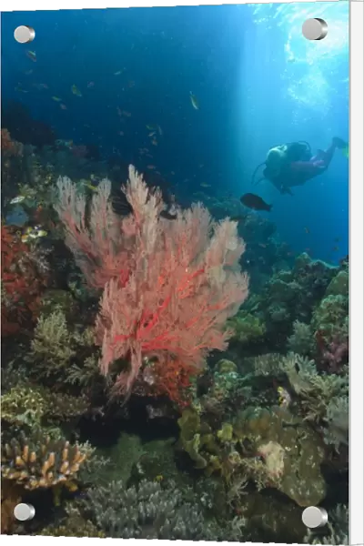 MR female scuba dive near large Sea Fans, afternoon streaming light, Raja Ampat region of Papua