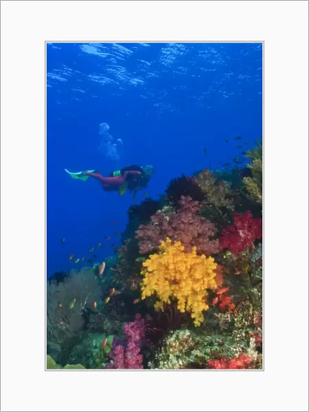 MR female scuba diver near brilliant colored Soft Corals (Dendronepthya sp. ) Raja