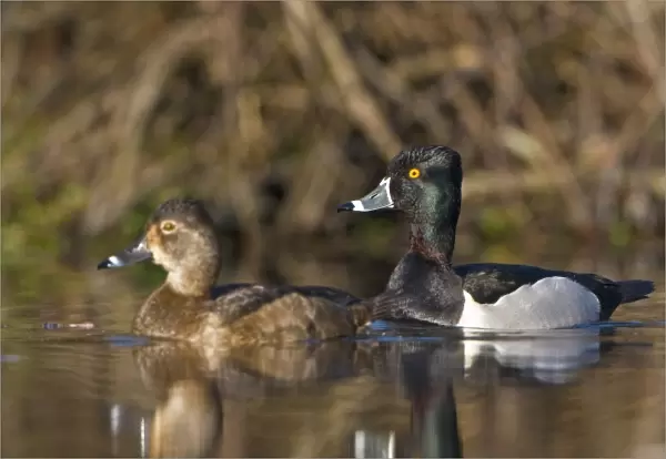 USA, Lake Washington, Seattle, Washington. Male and female Ring-necked Ducks on lake near Union Bay