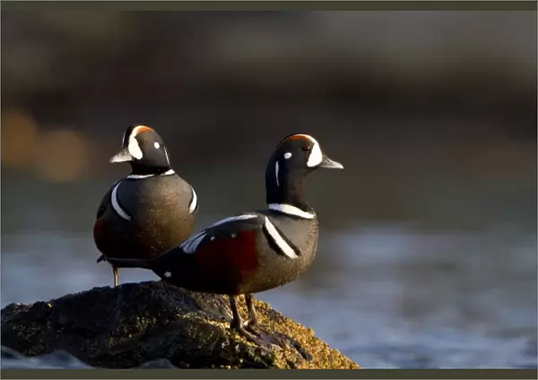 USA, Seattle, Washington. Male Harlequin Ducks on barnacle rock near West Seattle