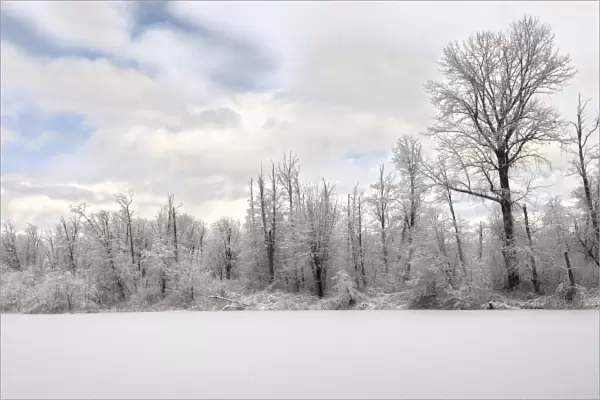 Trees and pond covered in snow, Snoqualmie, Washington