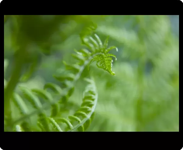 USA, Washington, Olympic National Park, Selective Focus of Fresh Geen Ferns in a Row