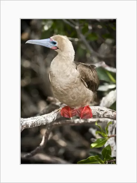 South America, Ecuador, Galapagos Islands, Red-footed Booby, white colour form on Genovesa Island