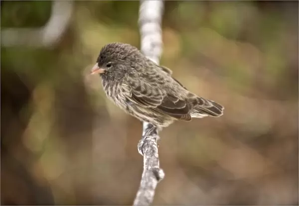 South America, Ecuador, Galapagos Islands, Small Ground Finch, Female, perched