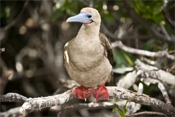South America, Ecuador, Galapagos Islands, Red-footed Booby, white colour form on Genovesa Island
