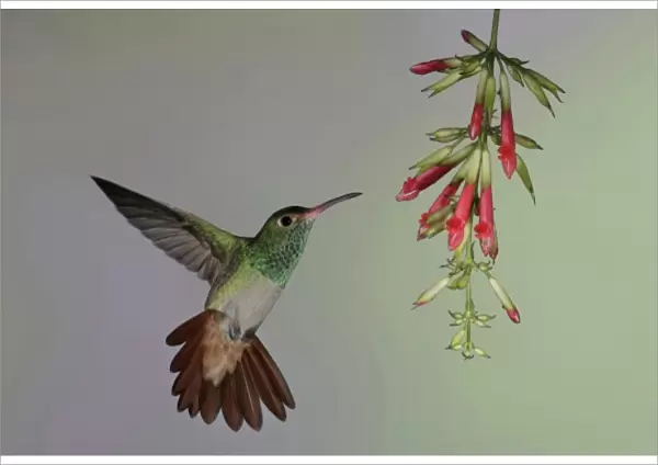 Ecuador, Tandayapa Bird Lodge. Rufous-tailed hummingbird flies to red flowers to feed