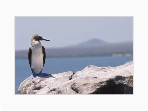 Blue-footed booby, Laz Plazas, Galapagos Islands, Ecuador