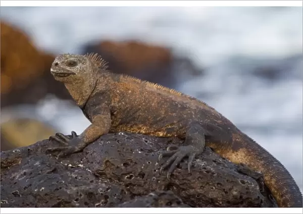 Marine Iguana, Santa Cruz Island, Galapagos, Ecuador