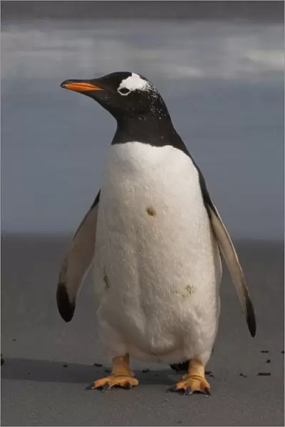 Gentoo Penguin (Pygoscelis papua) on Sea Lion Island, south of mainland, east Falkland Island