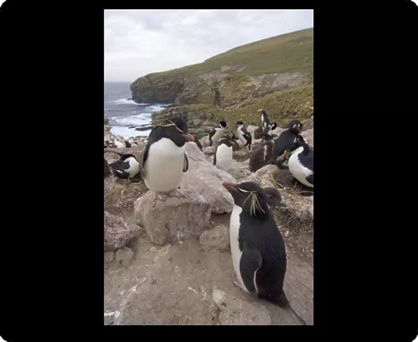 macaroni penguins, Eudyptes chrysolophus, on New Island, Falkland Islands, South