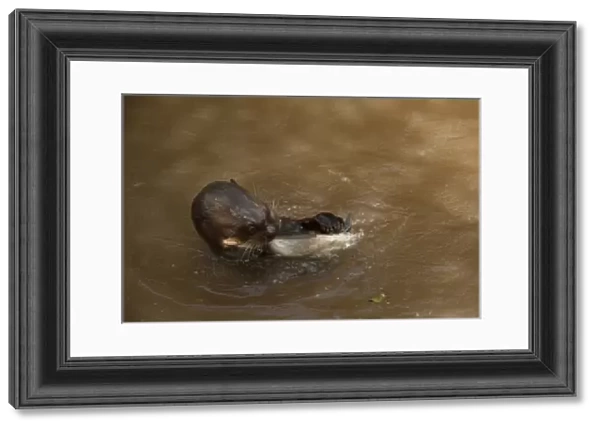 Giant Otter eating fish (Pteronura brasiliensis). Habituated by Karanambu Otter Trust
