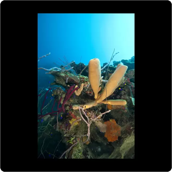 Branching Vase Sponge (Callyspongia vaginalis), Caribbean Scuba Diving, Roatan, Bay Islands