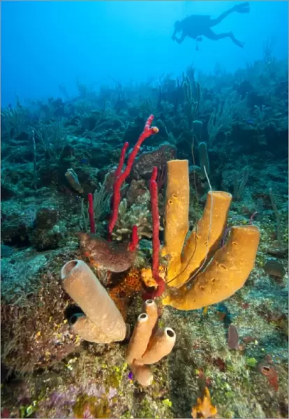 (MR) diver & Red finger Sponge (Haliclona rubens), Utila, Bay Islands, Honduras
