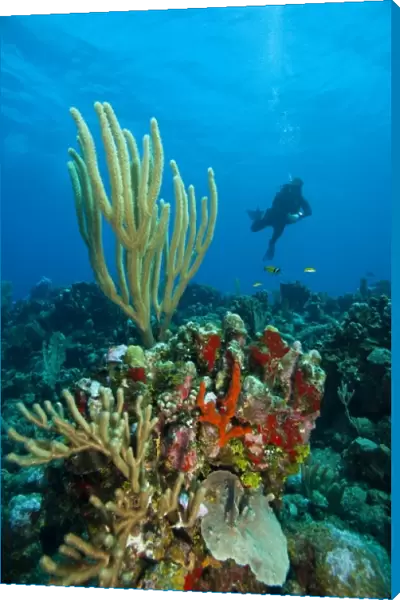 (MR) divers and pristine coral reef, Utila, Bay Islands, Honduras, Central America