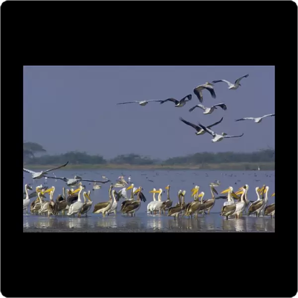 Great White Pelicans (Pelecanus onocrotalus). At salt pans of Runn of Kutch. Gujarat