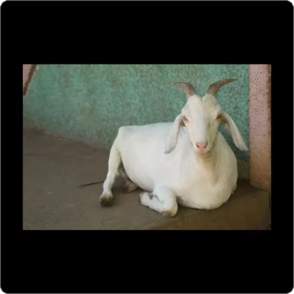 Nicaragua, Granada. Goat resting on porch in Villa Esperanza barrio. (MR)